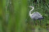 czapla siwa Ardea cinerea