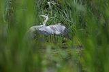 czapla siwa Ardea cinerea