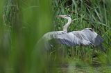 czapla siwa Ardea cinerea