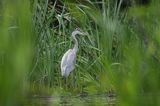 czapla siwa Ardea cinerea