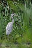 czapla siwa Ardea cinerea