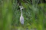 czapla siwa Ardea cinerea