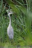 czapla siwa Ardea cinerea
