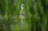 czapla siwa Ardea cinerea
