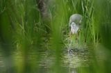 czapla siwa Ardea cinerea