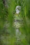 czapla siwa Ardea cinerea