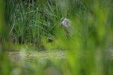czapla siwa Ardea cinerea