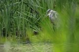 czapla siwa Ardea cinerea