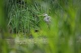 czapla siwa Ardea cinerea