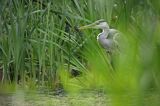 czapla siwa Ardea cinerea