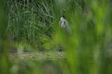 czapla siwa Ardea cinerea