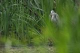 czapla siwa Ardea cinerea