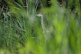 czapla siwa Ardea cinerea