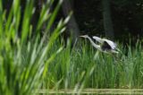 czapla siwa Ardea cinerea