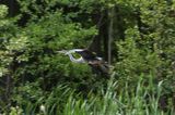 czapla siwa Ardea cinerea