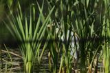 czapla siwa Ardea cinerea