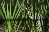 czapla siwa Ardea cinerea