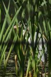 czapla siwa Ardea cinerea