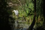czapla siwa Ardea cinerea