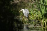 czapla siwa Ardea cinerea