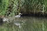 czapla siwa Ardea cinerea