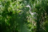 czapla siwa Ardea cinerea