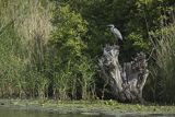 Czapla siwa, Ardea cinerea