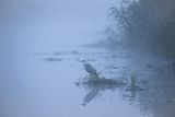 Czapla siwa, Ardea cinerea