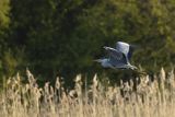 Czapla siwa, Ardea cinerea