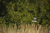 Czapla siwa, Ardea cinerea