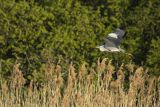 Czapla siwa, Ardea cinerea