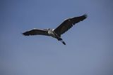 Czapla siwa, Ardea cinerea