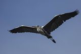 Czapla siwa, Ardea cinerea