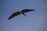 Czapla siwa, Ardea cinerea