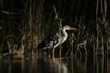 Czapla siwa, Ardea cinerea, nocne polowanie