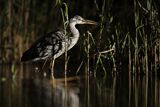 Czapla siwa, Ardea cinerea, nocne polowanie
