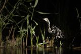 Czapla siwa, Ardea cinerea, nocne polowanie