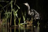 Czapla siwa, Ardea cinerea, nocne polowanie