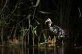 Czapla siwa, Ardea cinerea, nocne polowanie