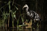 Czapla siwa, Ardea cinerea, nocne polowanie