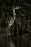 Czapla siwa, Ardea cinerea, nocne polowanie
