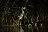 Czapla siwa, Ardea cinerea, nocne polowanie