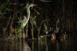 Czapla siwa, Ardea cinerea, nocne polowanie