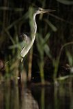 Czapla siwa, Ardea cinerea, nocne polowanie
