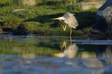 czapla siwa Ardea cinerea