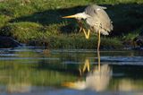 czapla siwa Ardea cinerea