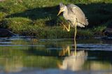 czapla siwa Ardea cinerea