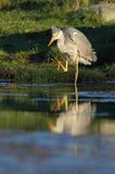 czapla siwa Ardea cinerea