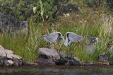 czapla siwa, Ardea cinerea