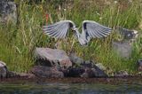 czapla siwa, Ardea cinerea